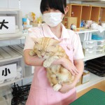トリミング実習に猫ちゃん来ました( *´艸｀)