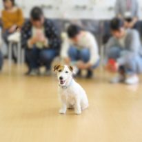 【ペット×Web】動物の撮り方講座が開催されました！