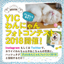 YICわんにゃんフォトコンテスト開催♪