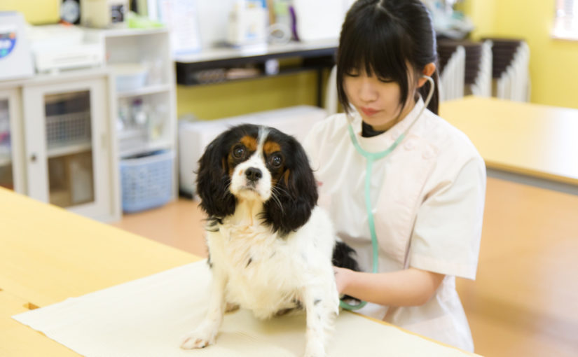 ペット総合学科 Yic情報ビジネス専門学校 ペット総合学科 Yic情報ビジネス専門学校