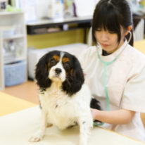 「愛玩動物看護師国家試験受験」に関する書類申請について