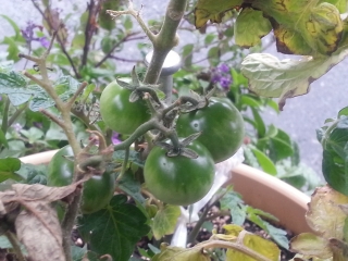 介護福祉学科菜園