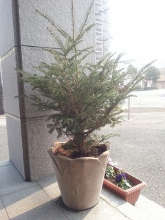 もみの木