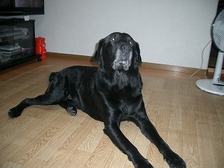 愛犬リキ