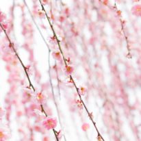 3月23日（土）、30日（土）　休館のお知らせ